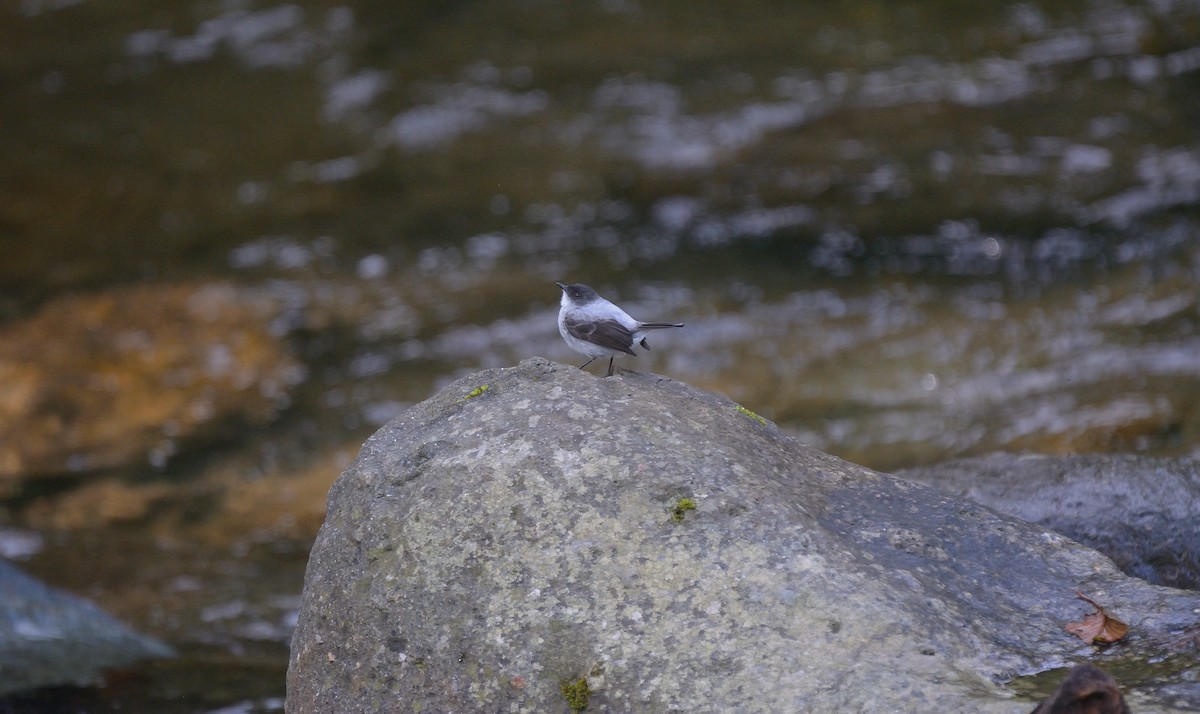 Torrent Tyrannulet - ML624050443