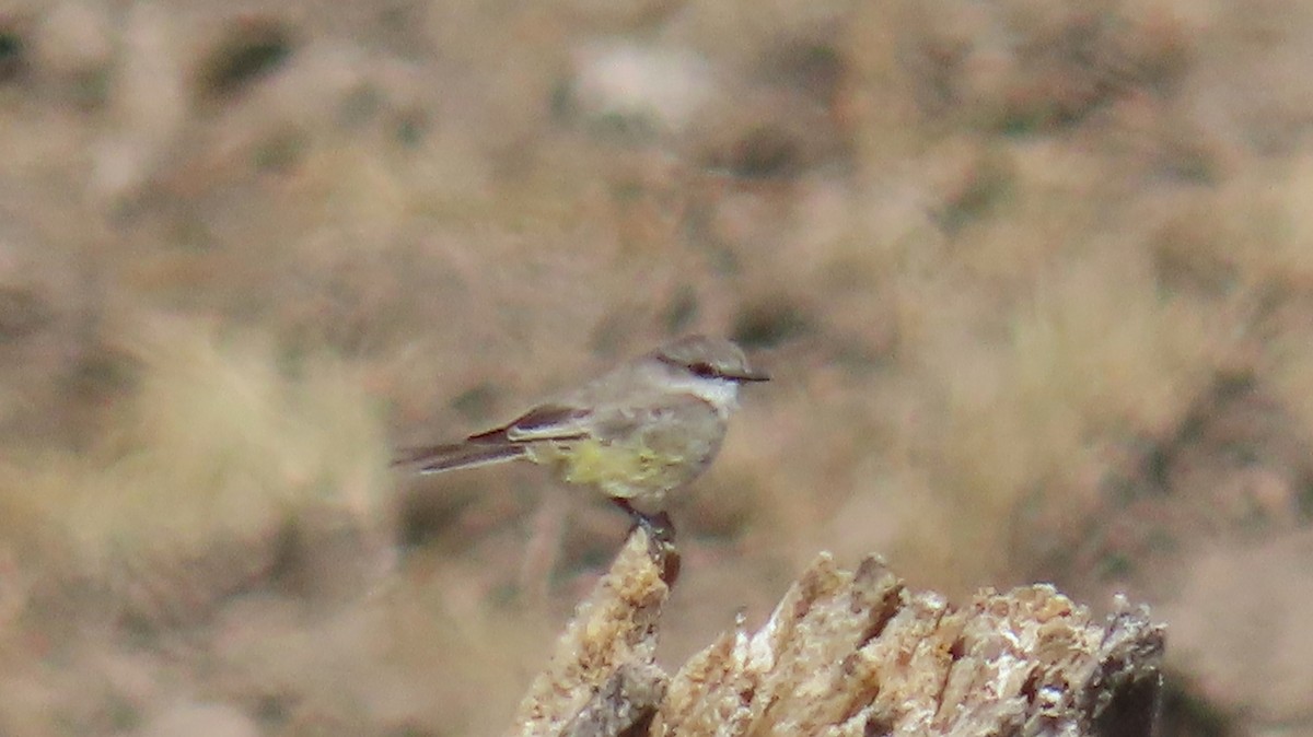 Vermilion Flycatcher - ML624050451