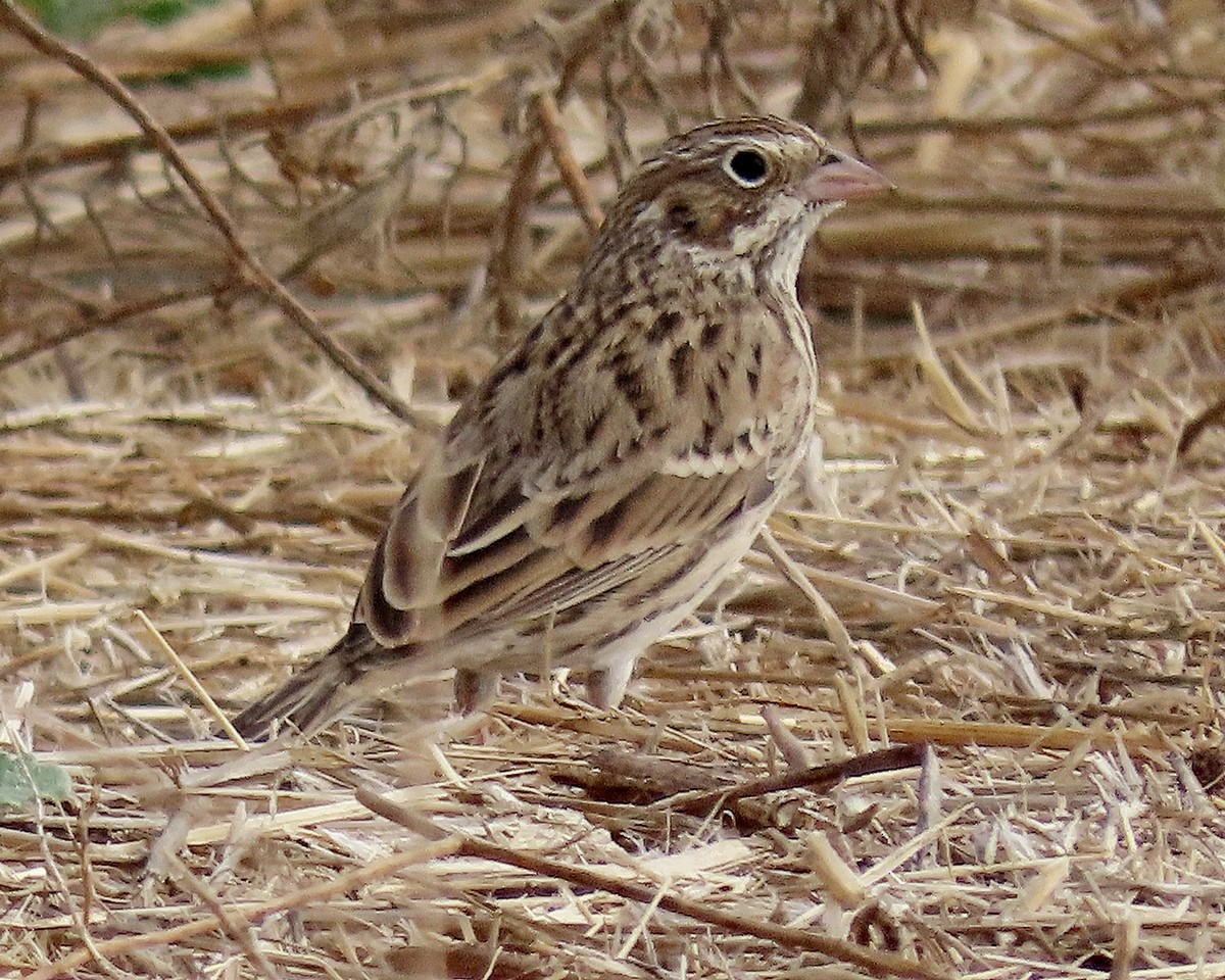 Vesper Sparrow - ML624050454