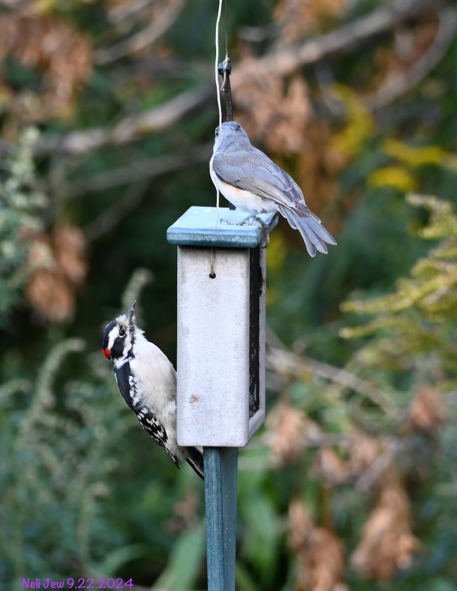 Downy Woodpecker - ML624050462