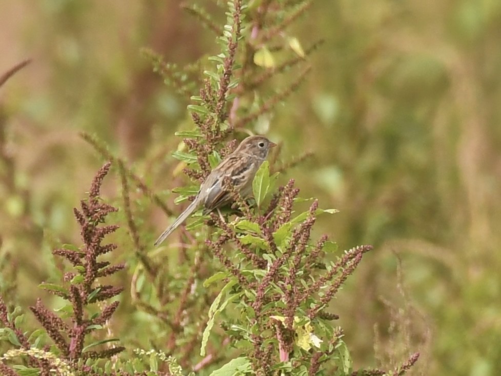 Field Sparrow - ML624050499