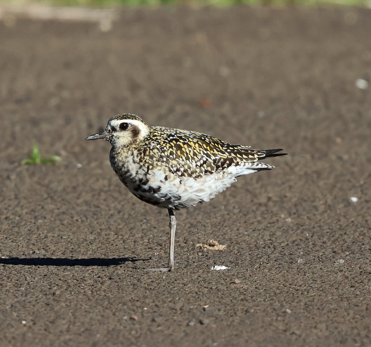 Pacific Golden-Plover - ML624050505