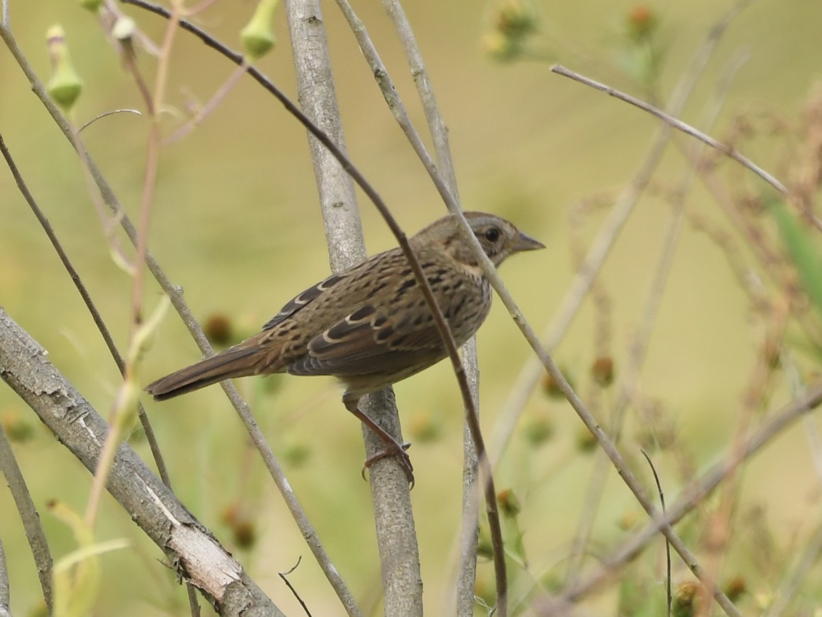 Lincoln's Sparrow - ML624050512