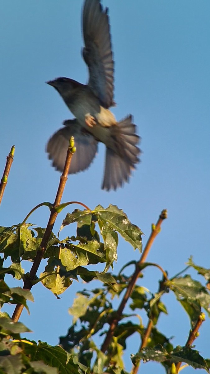 House Sparrow - ML624050534