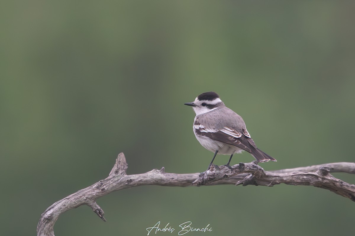 Black-crowned Monjita - ML624050541