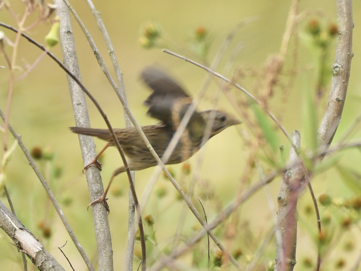 Lincoln's Sparrow - ML624050558