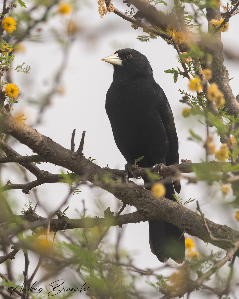 Solitary Black Cacique - ML624050563