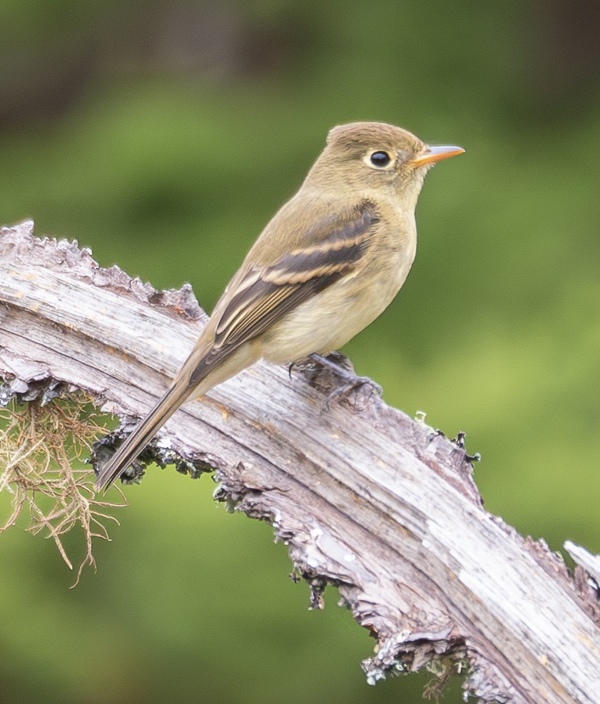 Western Flycatcher - ML624050566