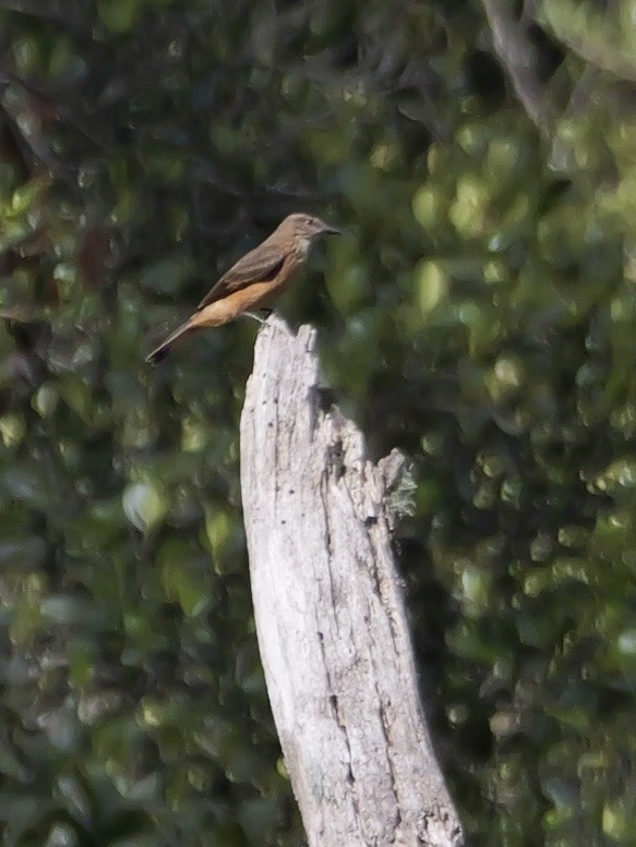 Streak-throated Bush-Tyrant - ML624050568