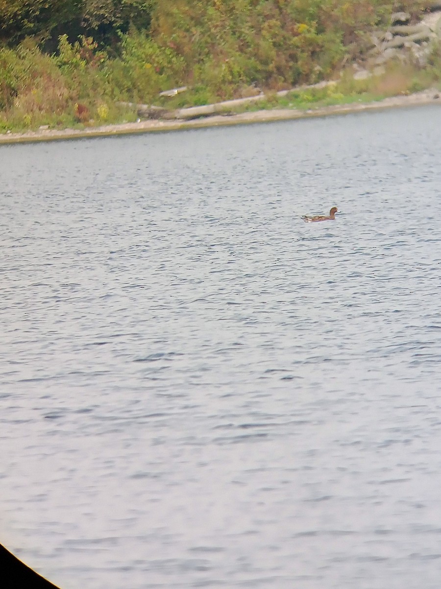 Eurasian Wigeon - ML624050569