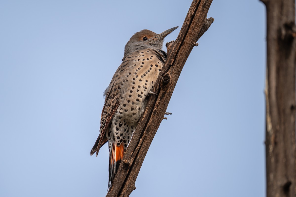 Northern Flicker - ML624050572