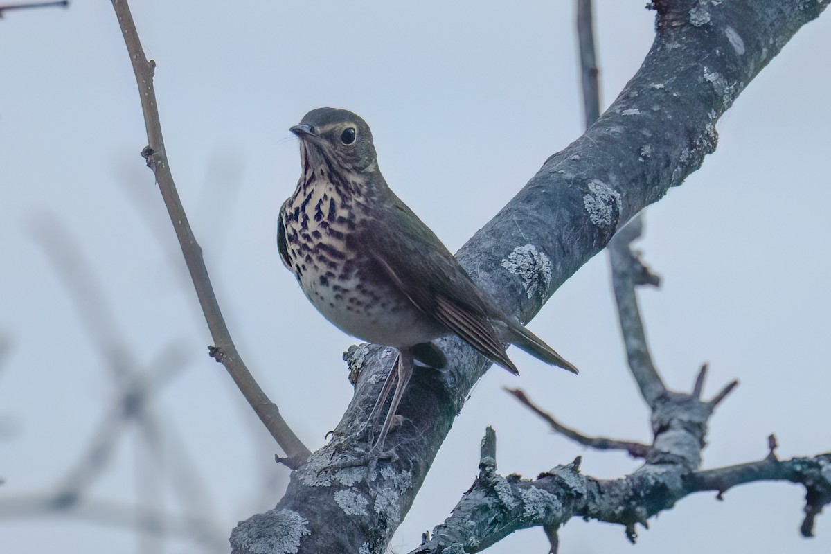 Swainson's Thrush - ML624050574