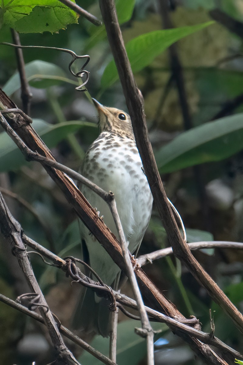 Swainson's Thrush - ML624050576