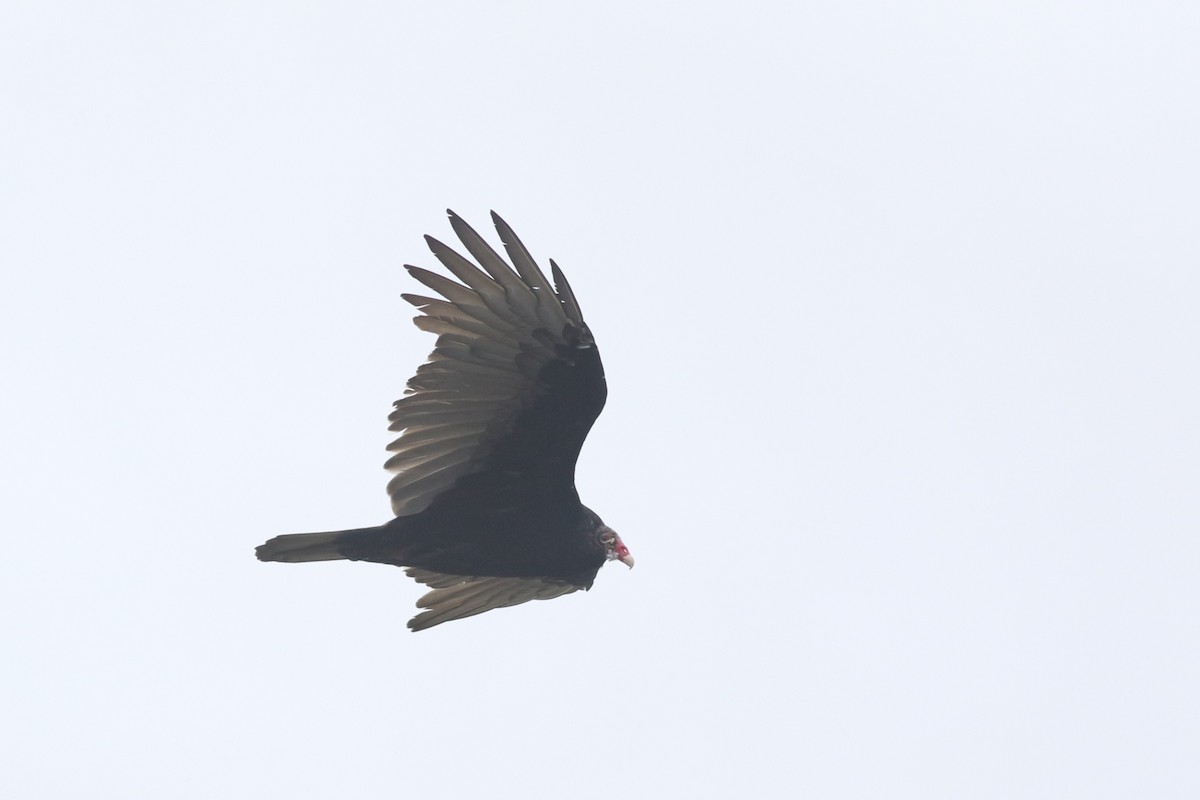 Turkey Vulture - ML624050580