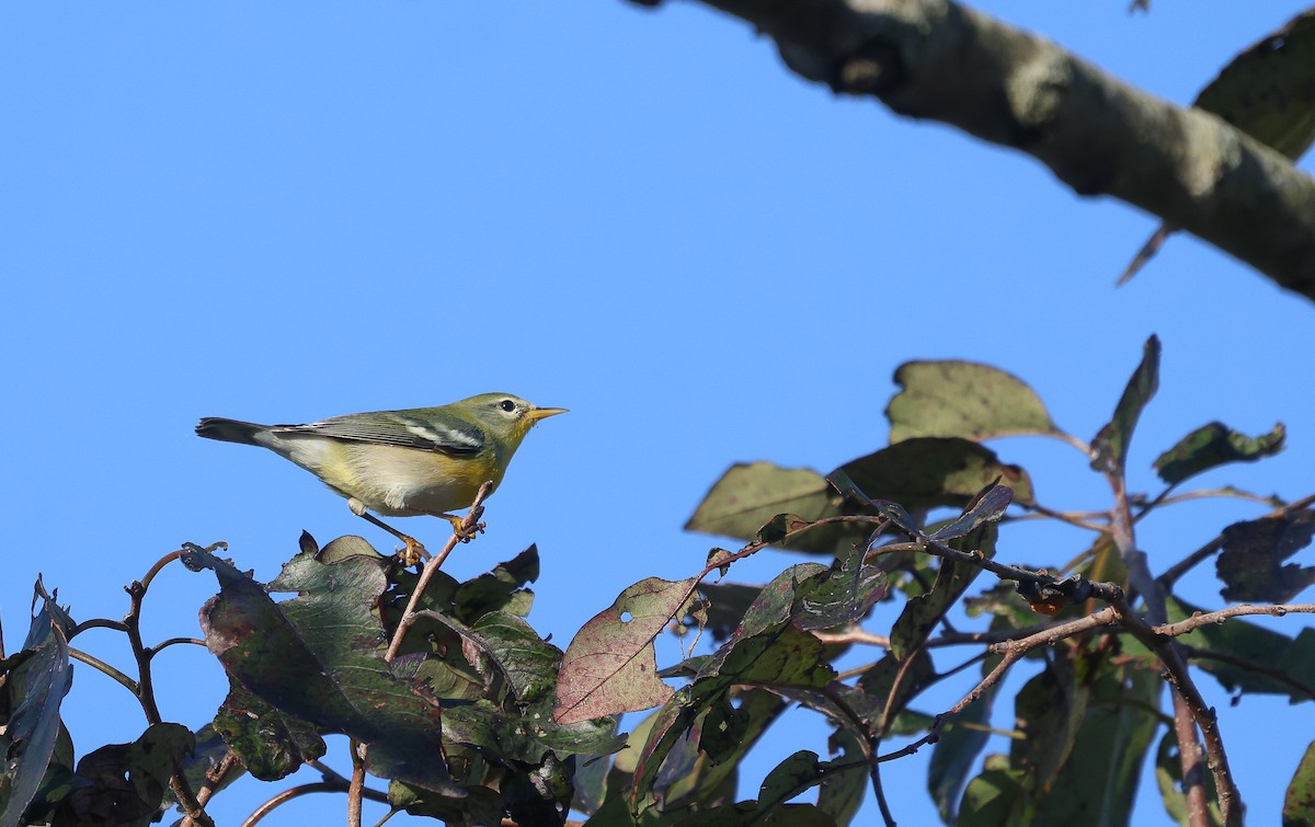 Northern Parula - ML624050587