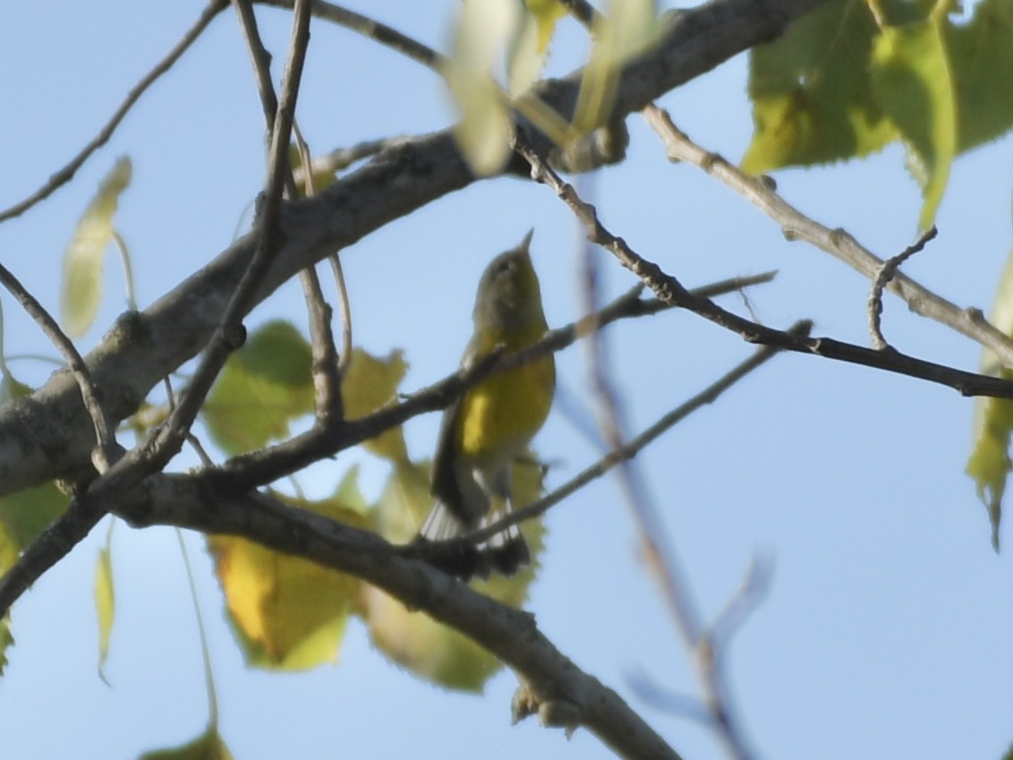 Magnolia Warbler - ML624050592