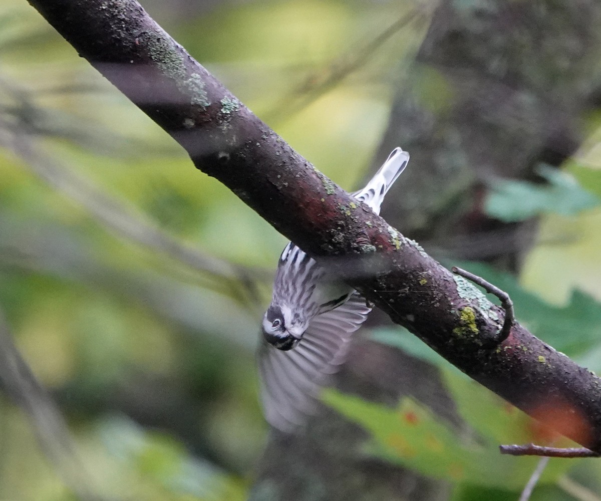 Black-and-white Warbler - ML624050596