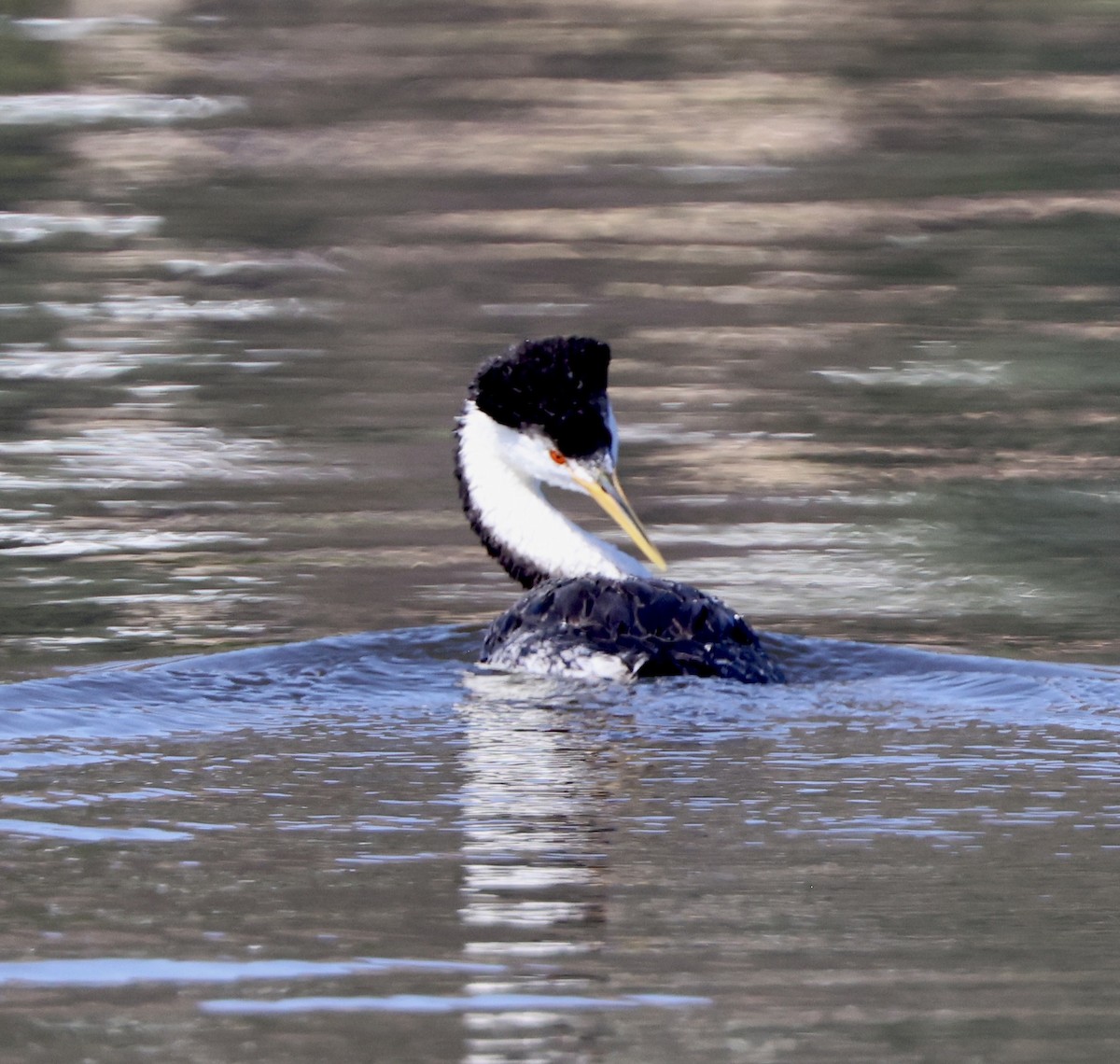 Clark's Grebe - ML624050599