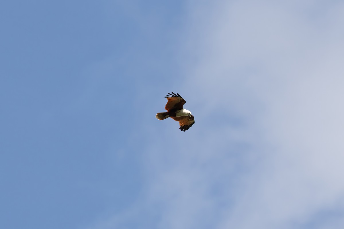 Brahminy Kite - ML624050600