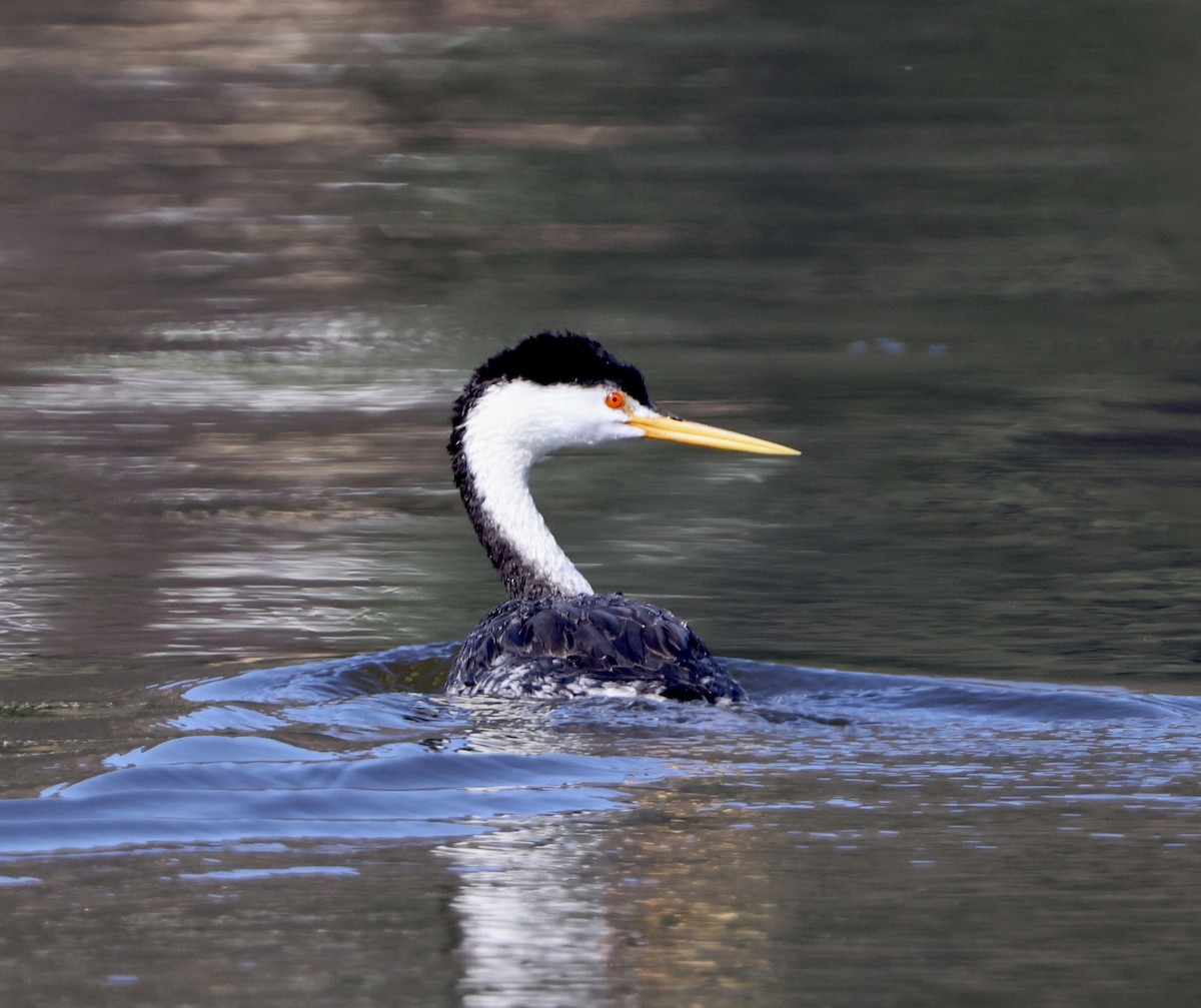 Clark's Grebe - ML624050605