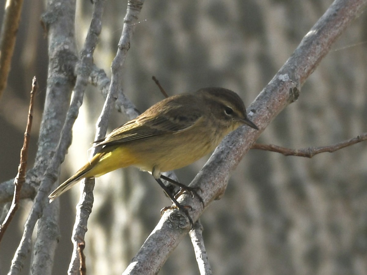 Palm Warbler - ML624050606