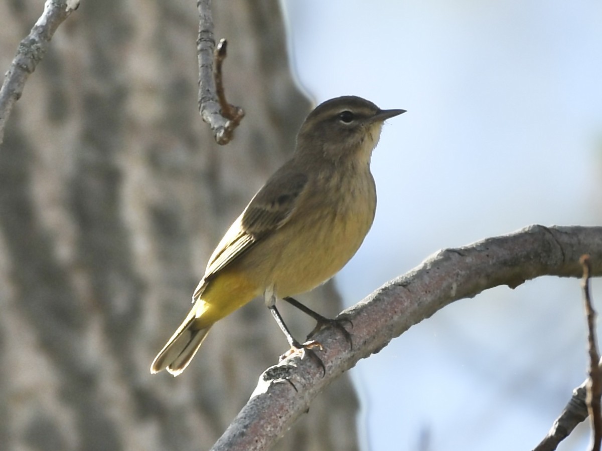 Palm Warbler - ML624050607