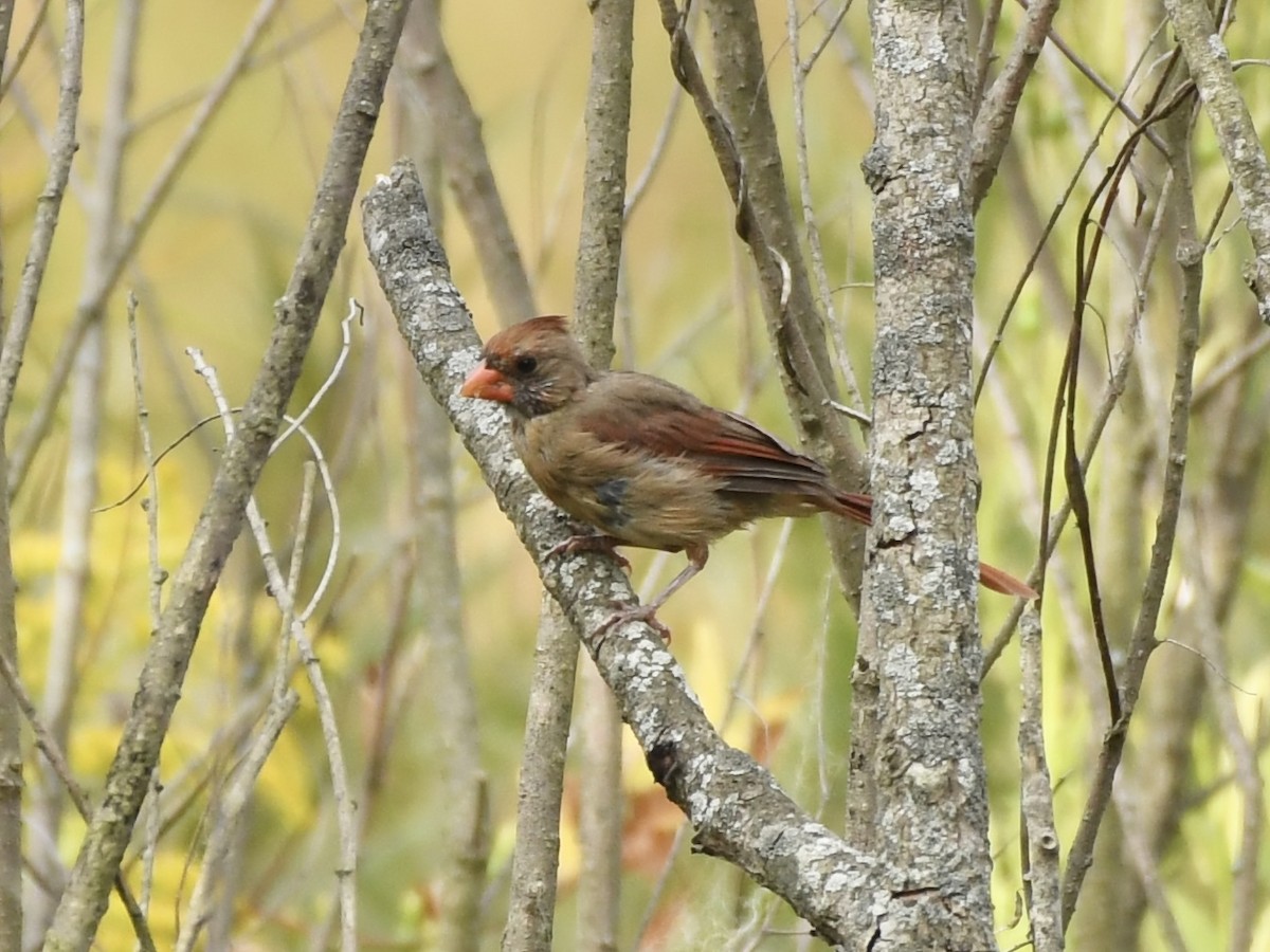 Northern Cardinal - Kent Kleman