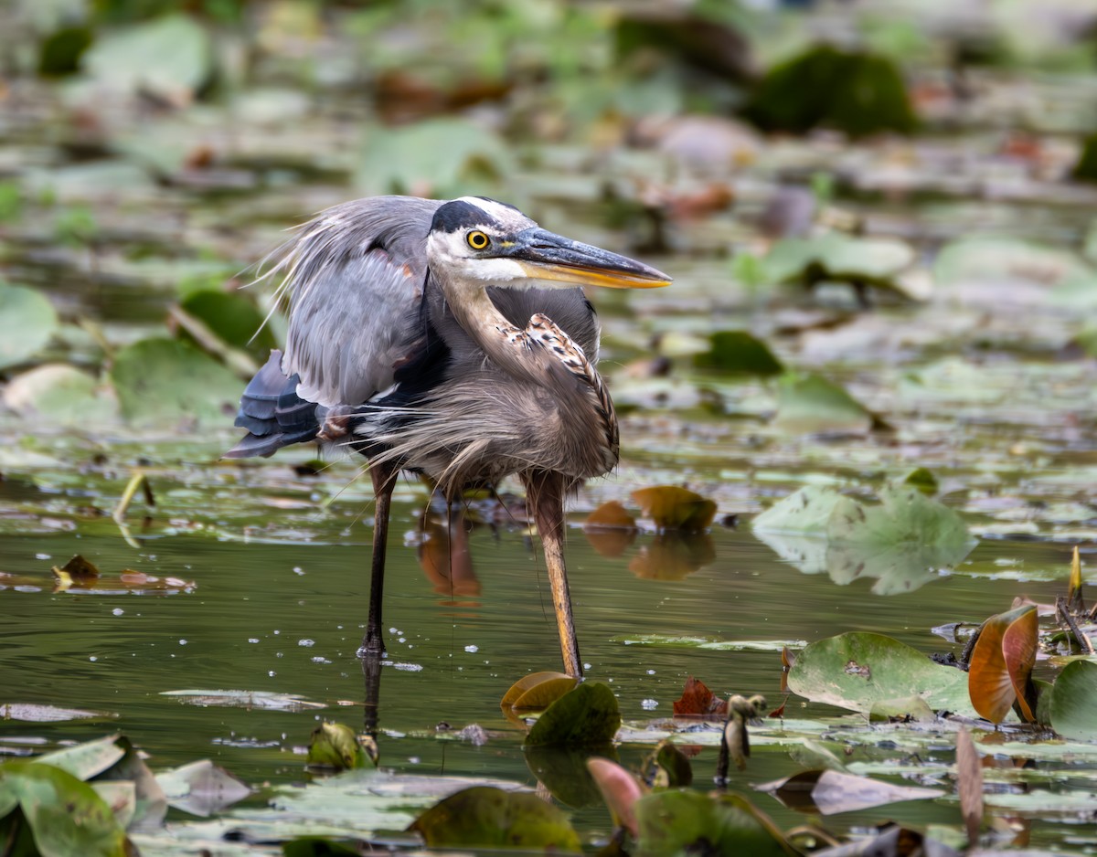 Great Blue Heron - Stewart Mayhew