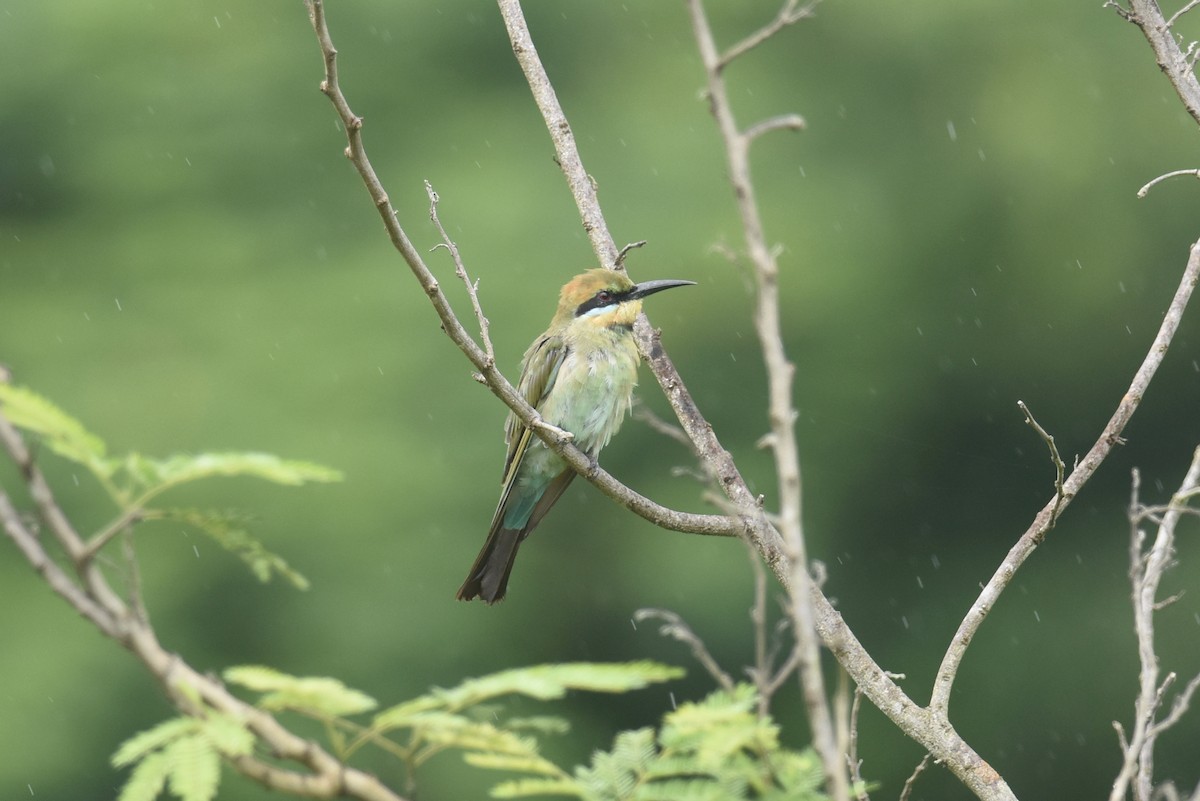 Rainbow Bee-eater - ML624050637