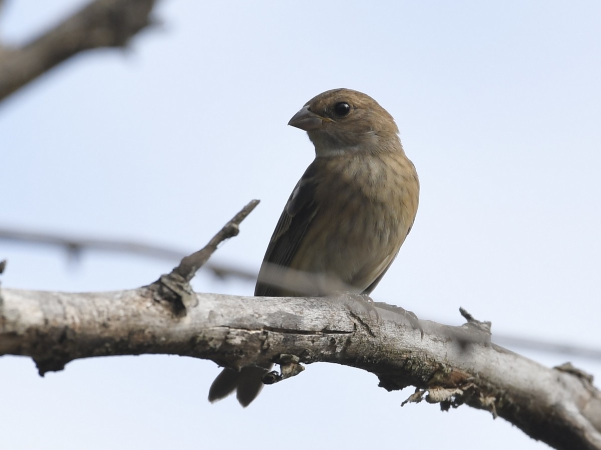 Indigo Bunting - ML624050639