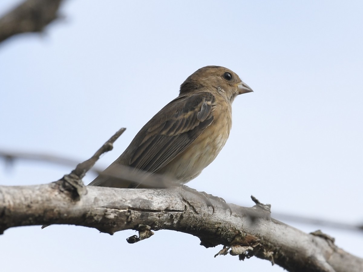 Indigo Bunting - ML624050640