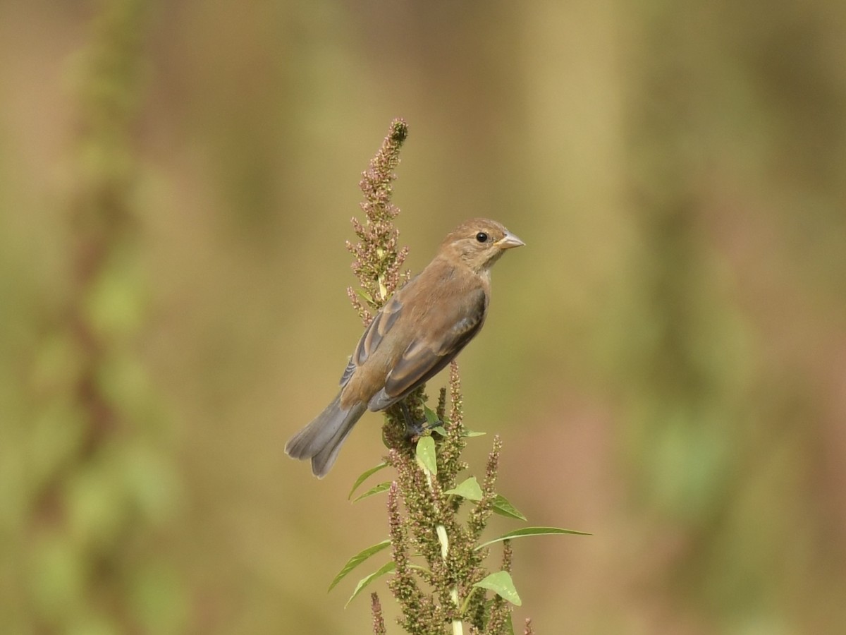 Indigo Bunting - ML624050641