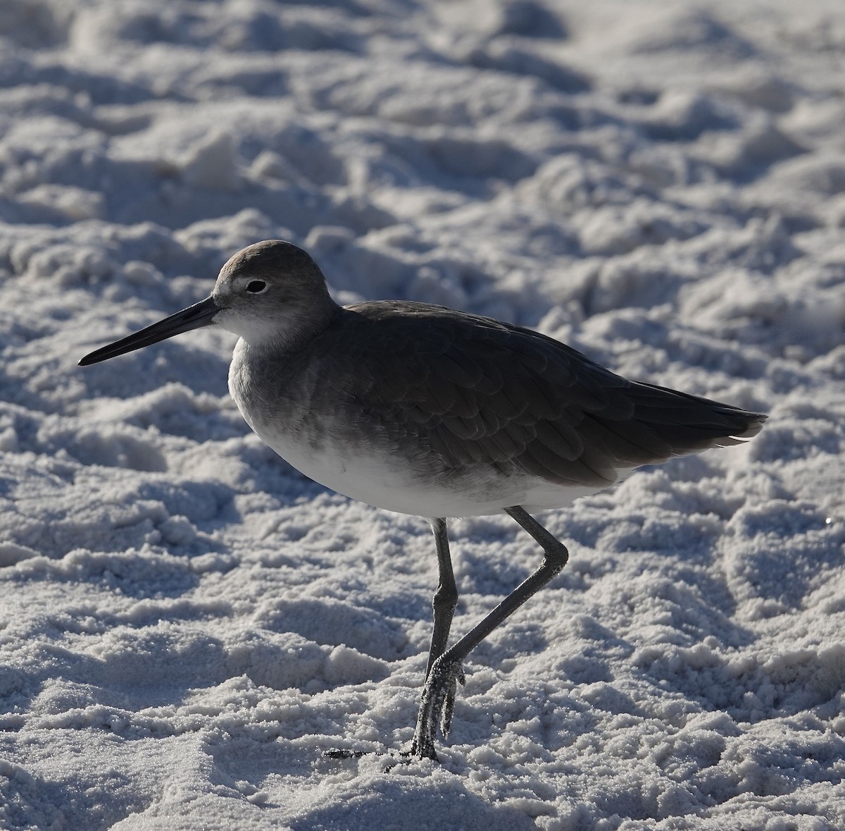 Willet - ML624050659