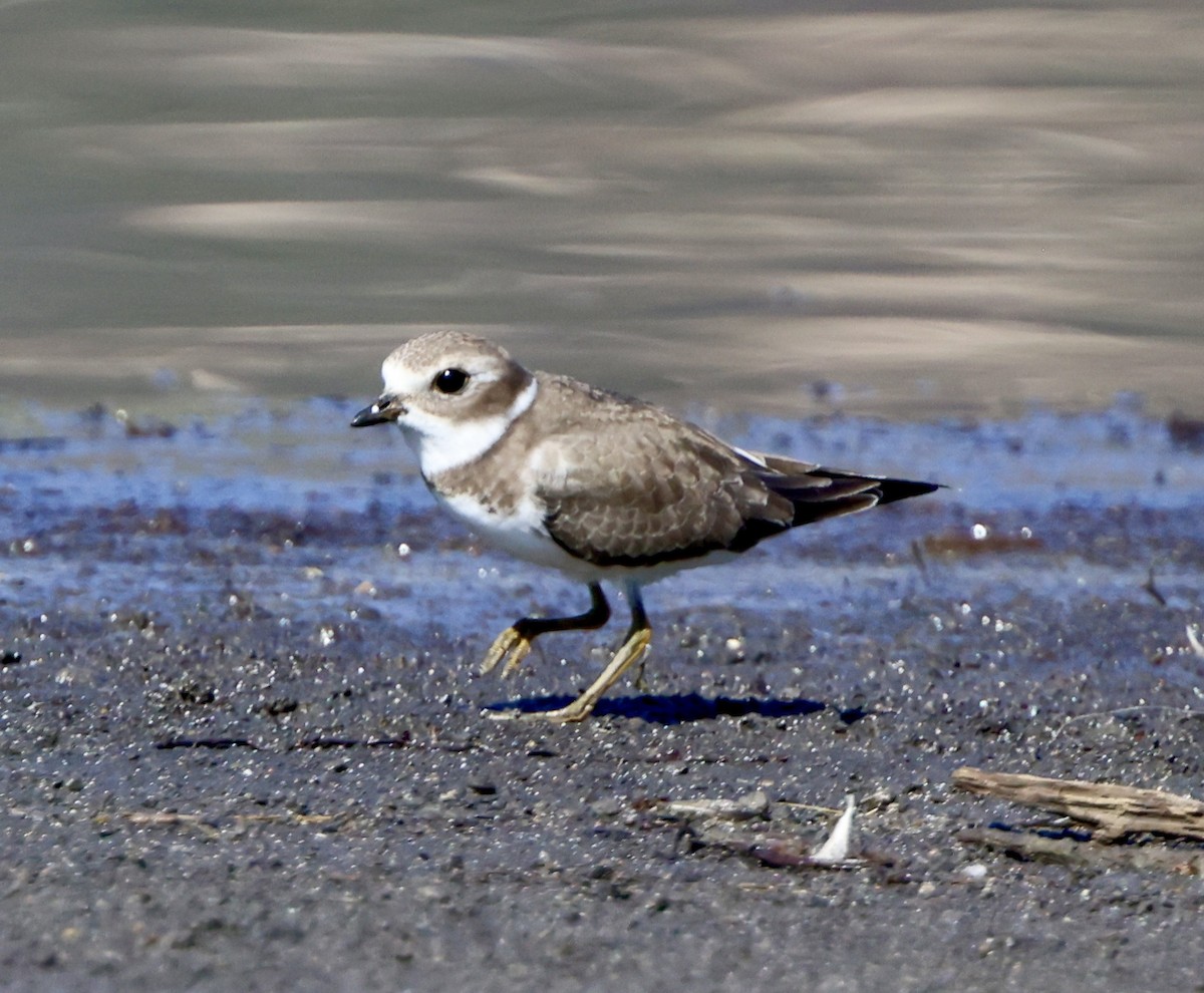 Semipalmated Plover - ML624050673