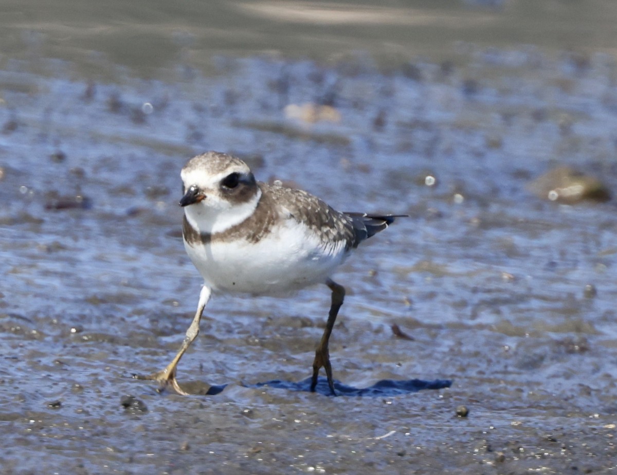 Semipalmated Plover - ML624050676