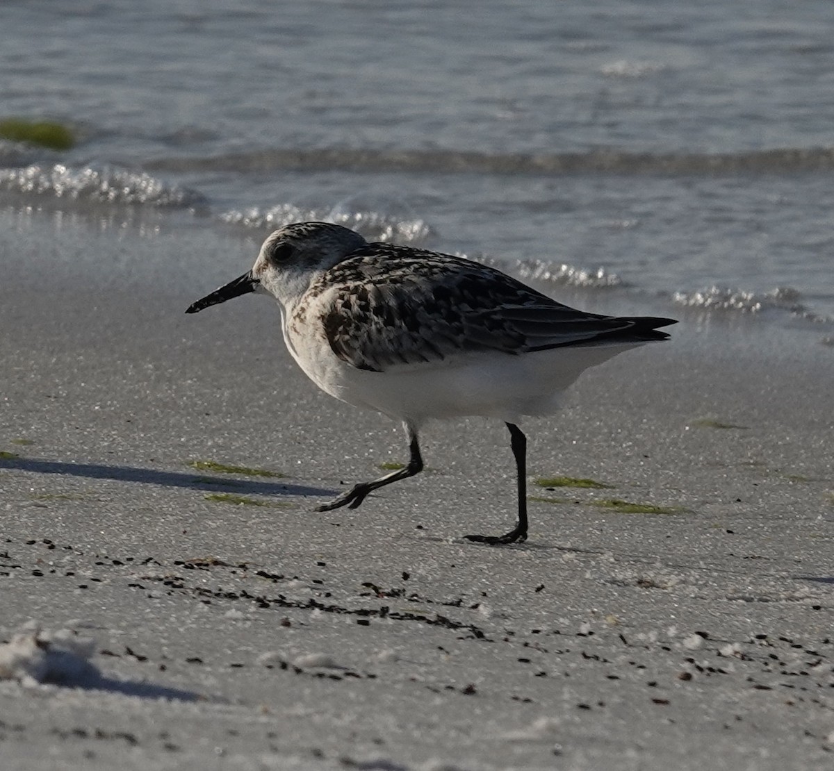 Sanderling - ML624050681