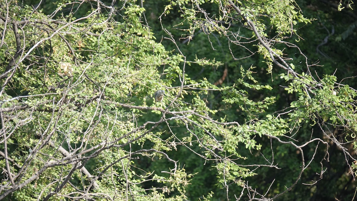 Striated Heron - ML624050682