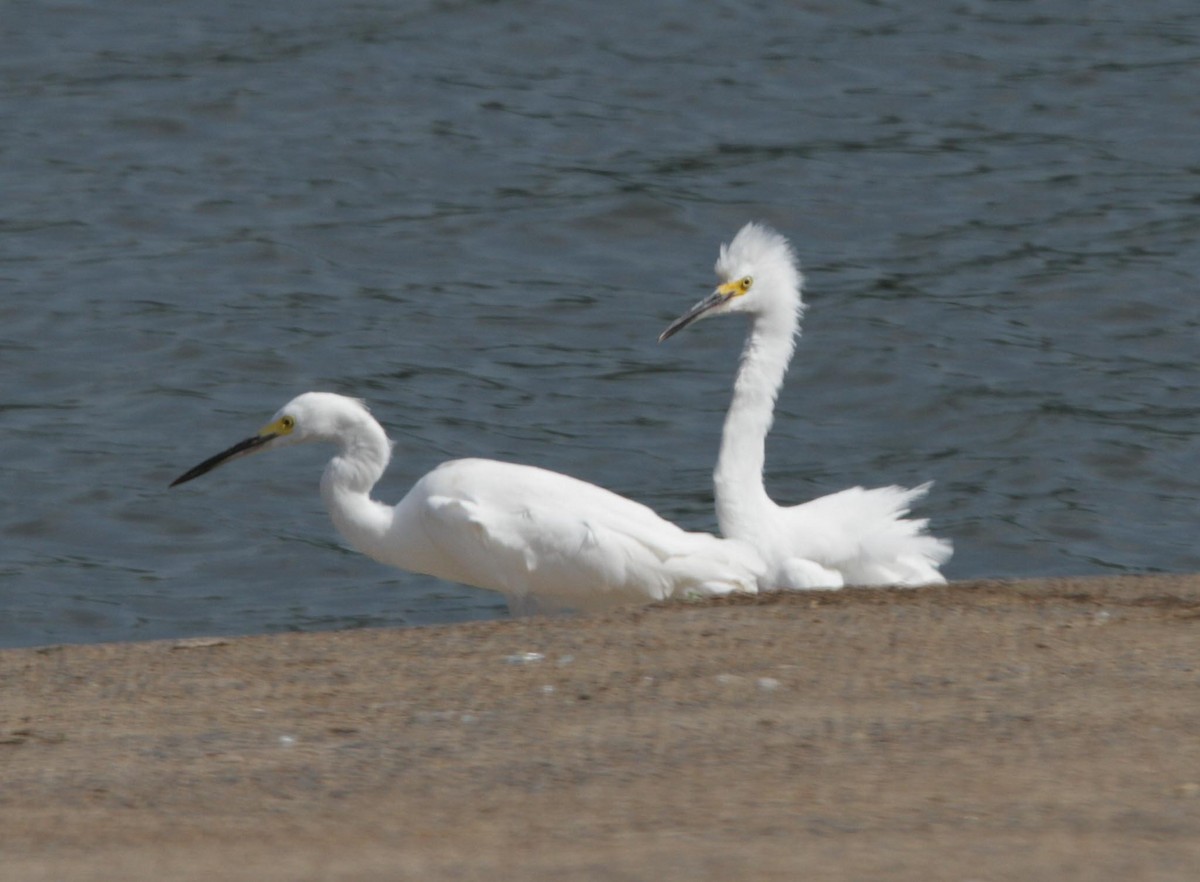 Snowy Egret - ML624050683