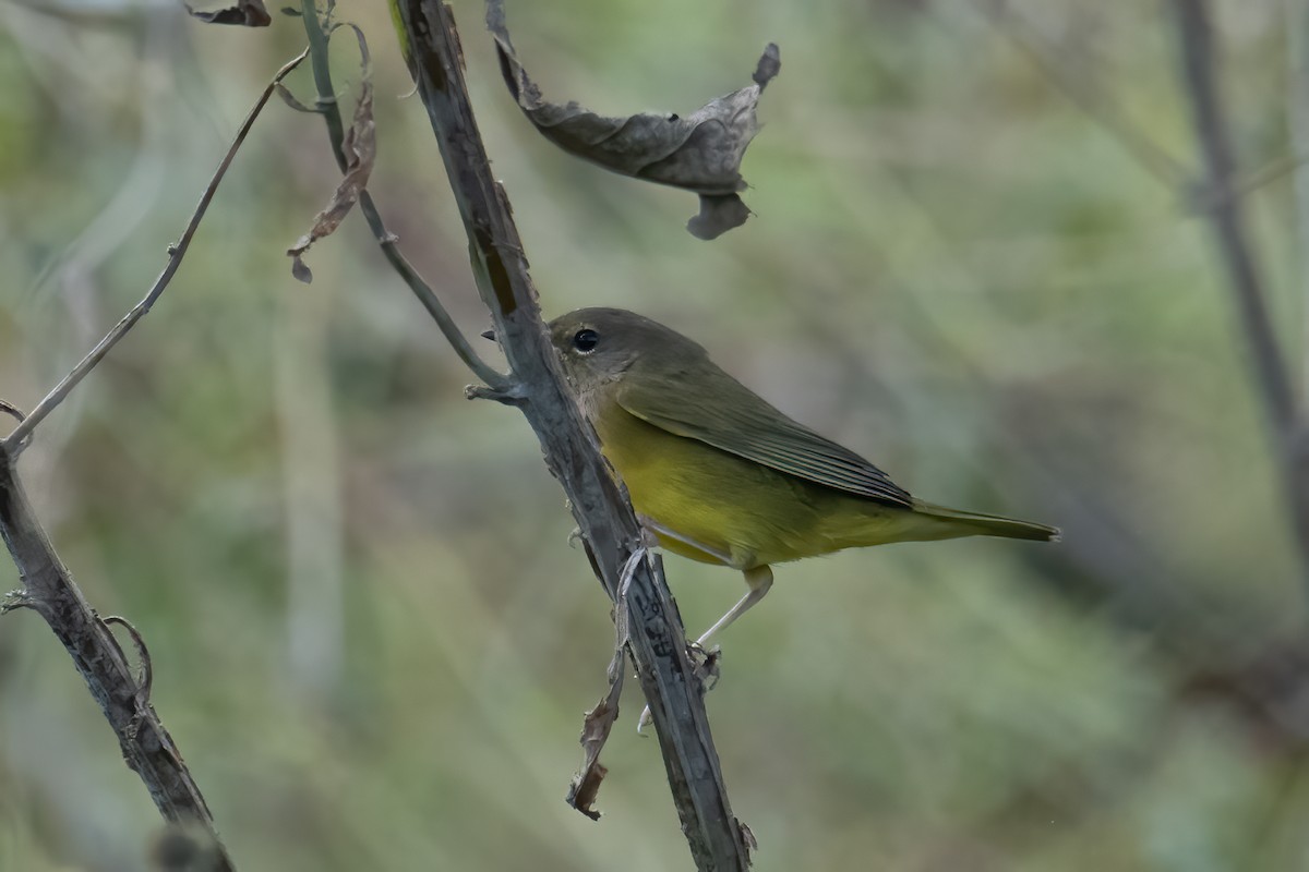 Connecticut Warbler - ML624050685