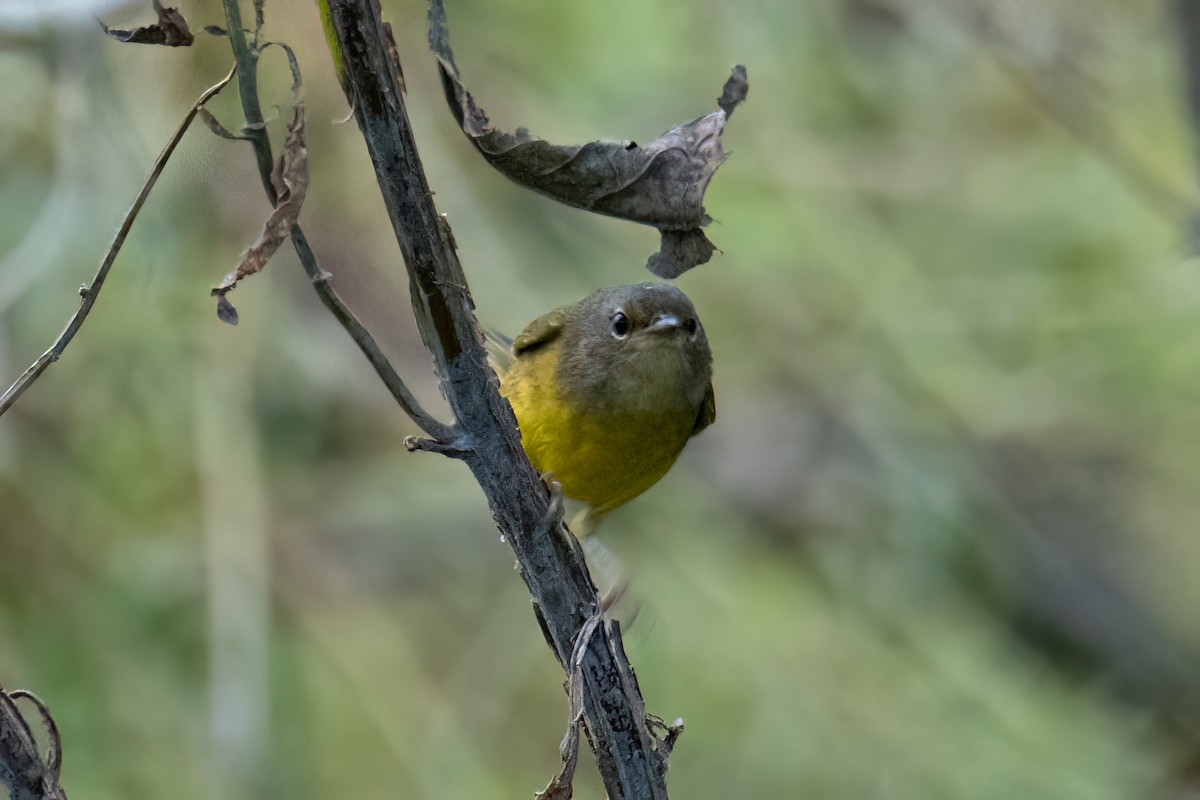 Connecticut Warbler - ML624050686