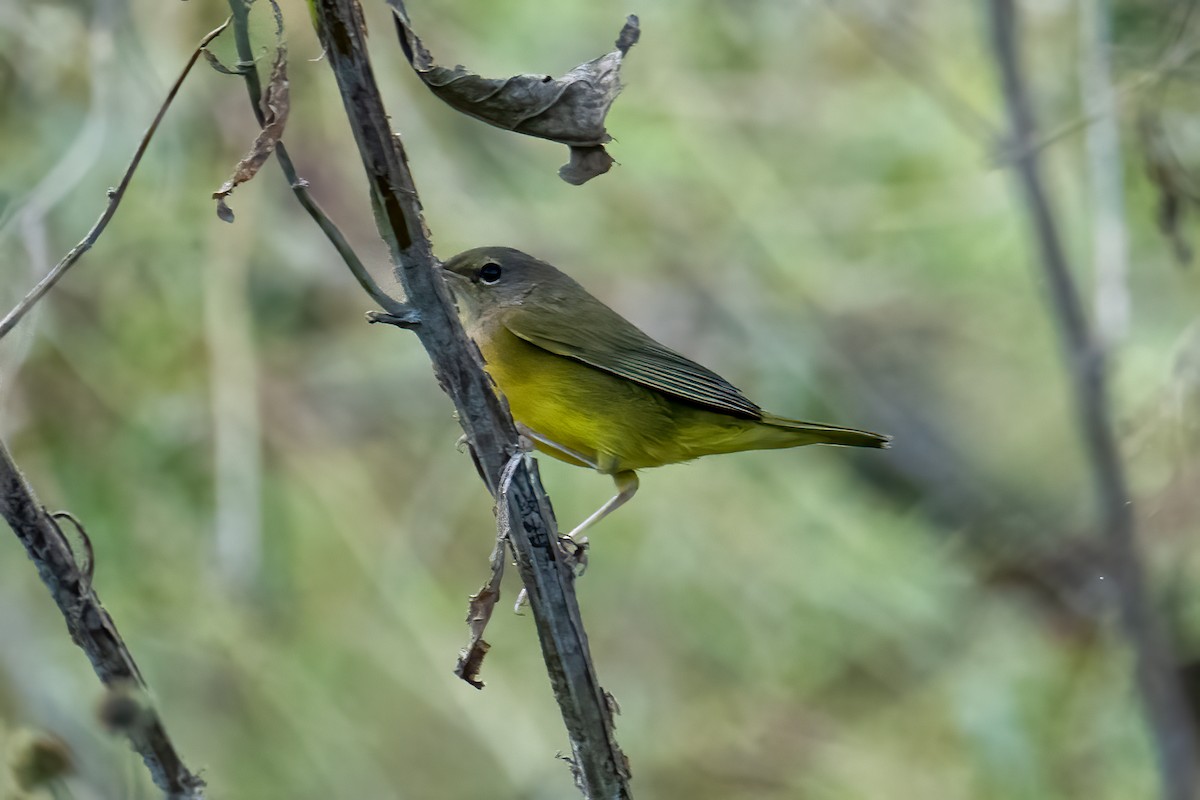 Connecticut Warbler - ML624050689