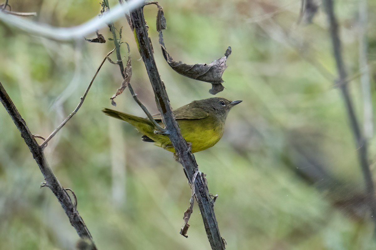 Connecticut Warbler - ML624050690