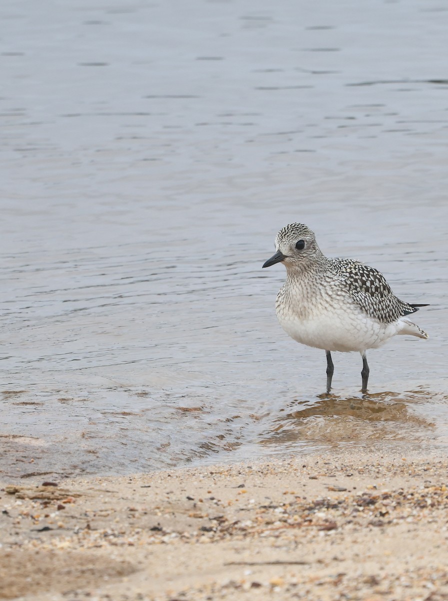 Black-bellied Plover - ML624050695