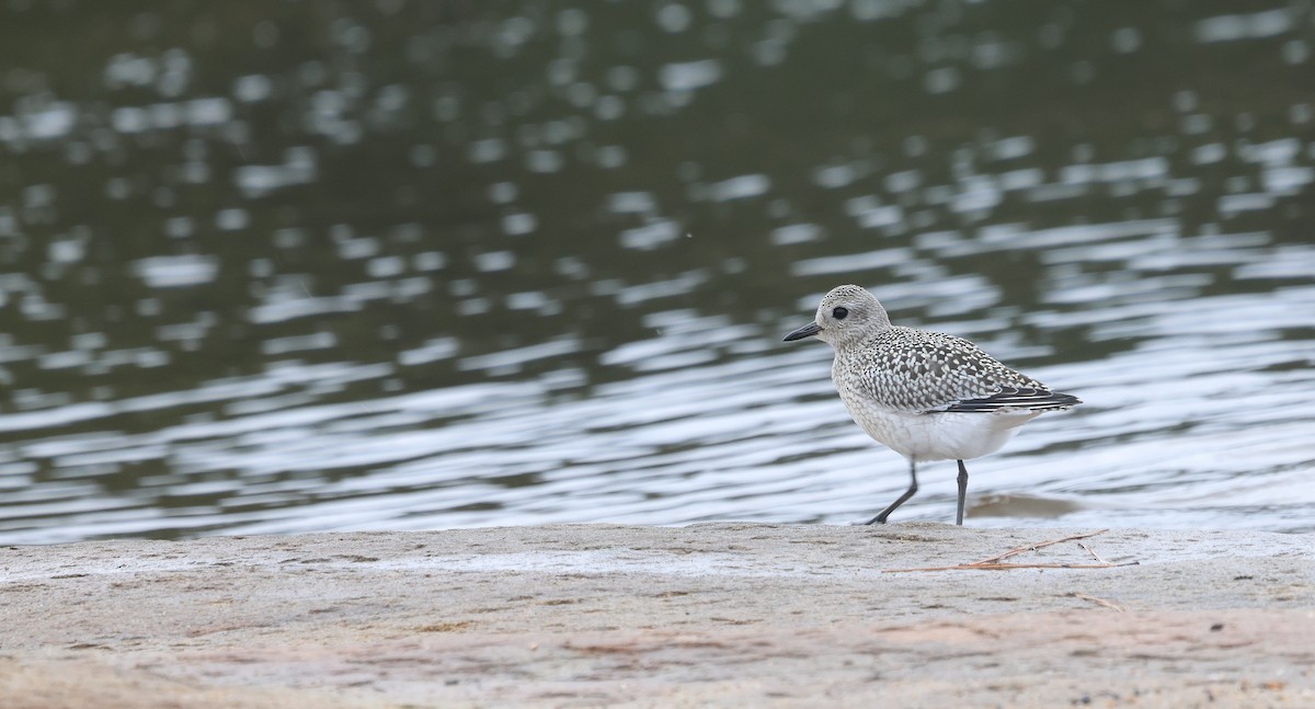 Black-bellied Plover - ML624050699