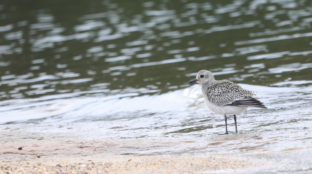 Black-bellied Plover - ML624050700