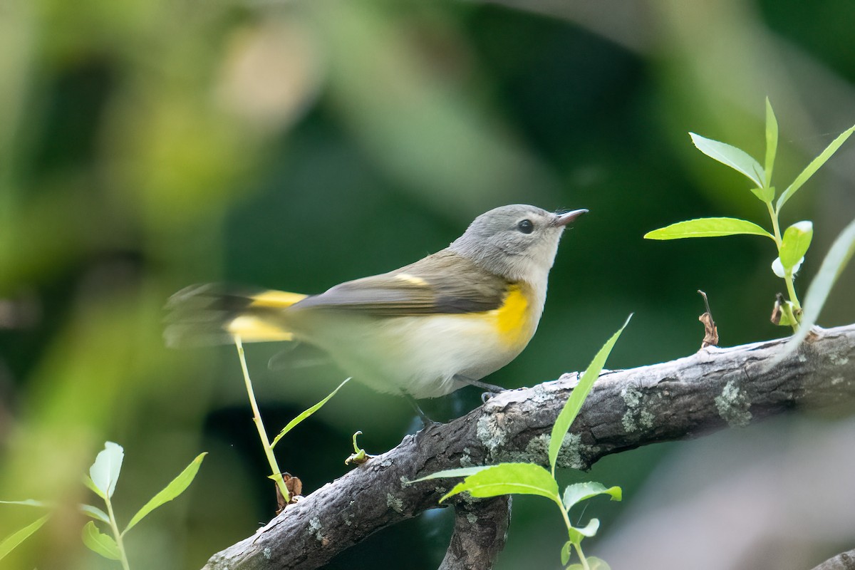 American Redstart - ML624050701