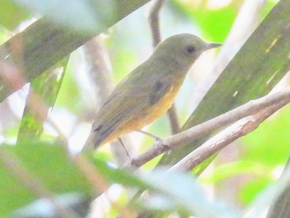 McConnell's Flycatcher (Guianan) - ML624050703