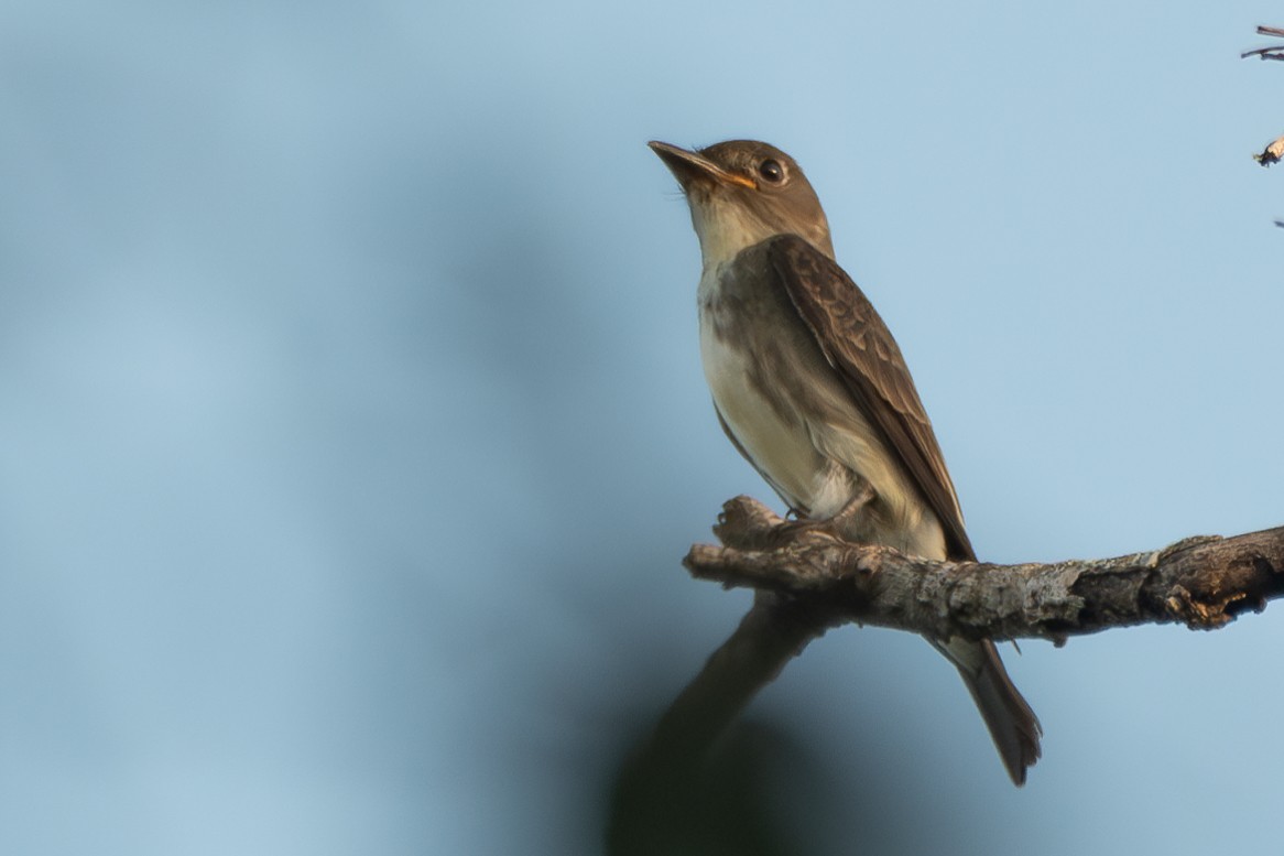 Olive-sided Flycatcher - ML624050705