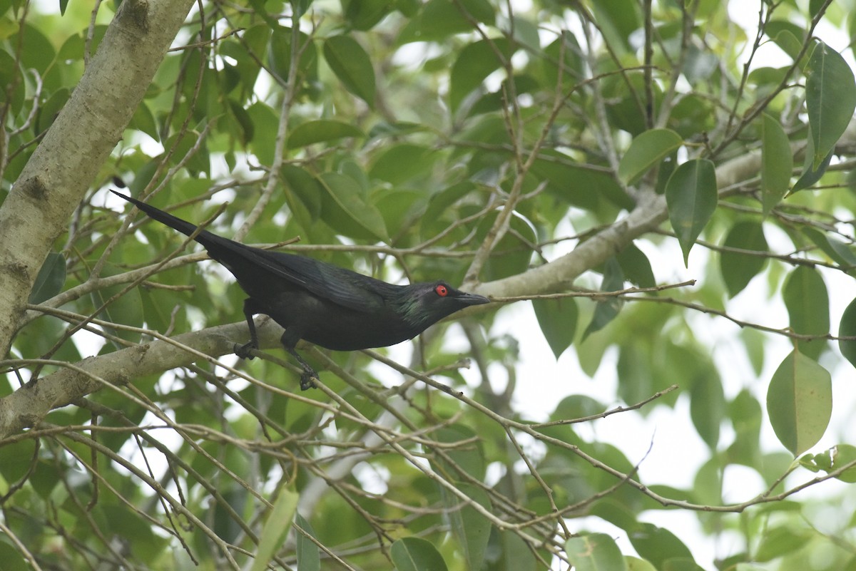 Metallic Starling (Metallic) - ML624050709