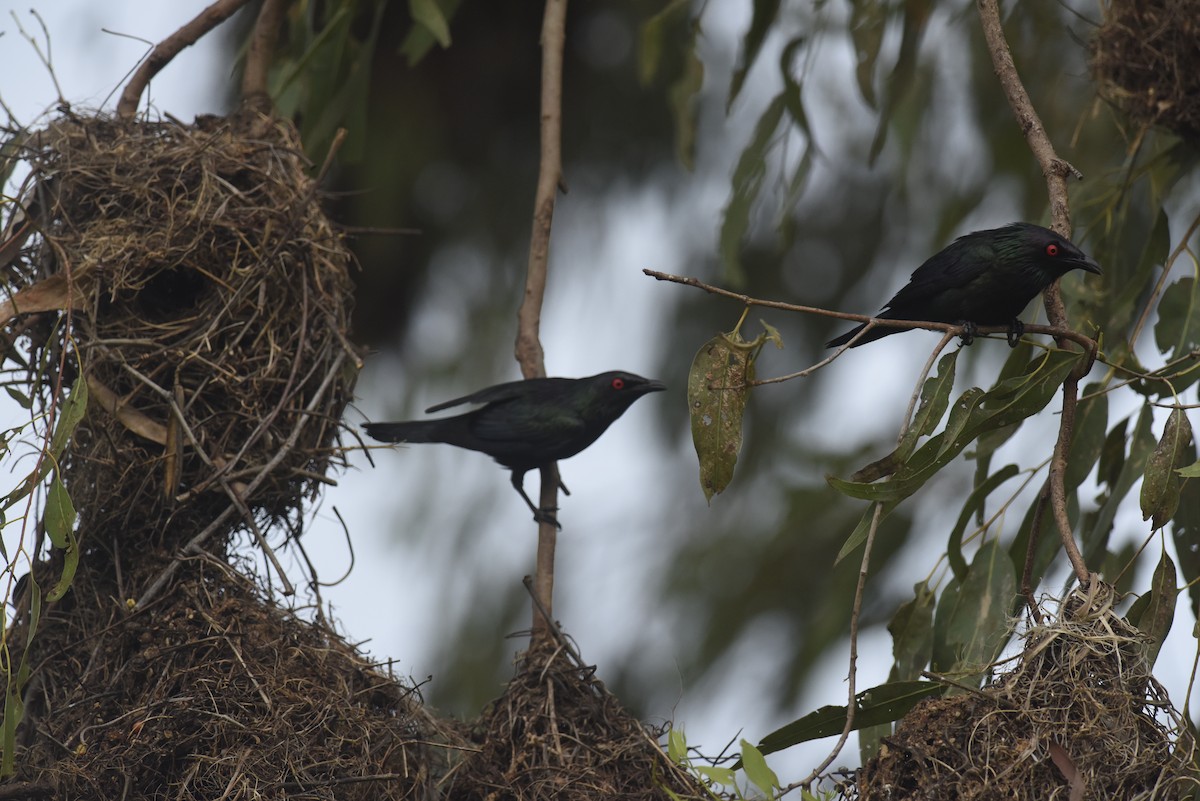 Metallic Starling (Metallic) - ML624050710